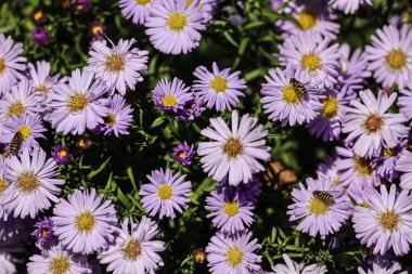 Sayısız küçük çiçekli ve sarı merkezli Steppe asterlar. Bazı çiçeklerin arıları vardır, yeşil yumuşak bir arka planı vardır sakin bir sonbahar sahnesi yaratır..