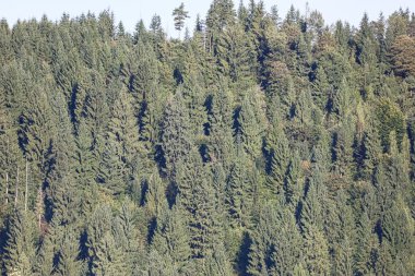 Yoğun kozalaklı ve sarımsı yaprak döken ağaçlarla kaplı dağ yamacı. Ormanın boyutunu göstermek için uzaktan ateş edilmiş..