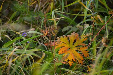 Düşüşün ılık tonları renk kontrastı ve hafif bulanıklık, sakinliği ve doğanın sessiz cazibesini yansıtıyor.