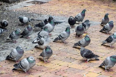 Sayısız güvercin dokulu bir tuğla yüzey üzerinde toplanıyor. Bazıları etkin bir şekilde etraflarına dağılmış yiyecek arıyor.