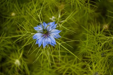 Puslu aşk olarak da bilinen tek bir canlı mavi Nigella çiçeği, kendi karmaşık yeşil yapraklarının bulanık arka planına karşı sergilenir.