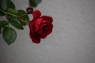 Çiçek açmış gür, kadife gibi kırmızı bir gül, ince dokulu nötr bir zemine karşı küçük, koyu renkli ve canlı yeşil yapraklarla eşlik eder.