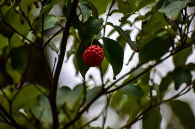 Tek, parlak, kırmızı, engebeli bir Kousa kızılcık üzümü bir ağaç dalında yemyeşil yaprakların arasında gövdesinden sarkıyor.