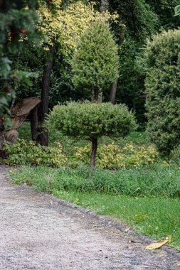 Mantarı andıran titizlikle şekillendirilmiş yeşil bir ağaç, yoğun yapraklar ve yeşil otlarla çevrili bir çakıl yolunun yanında duruyor.