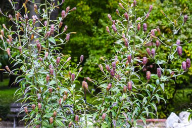 Açılmamış sayısız zambak tomurcuğunun yakından görüntüsü, açık havada ince yeşil yapraklar ve gövdelerle çevrili, zengin, koyu mor bir mor renk sergiliyor.