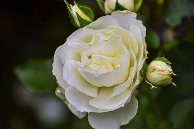 Taçlarını açan kaymak gibi beyaz bir gülün yakından görüntüsü, yemyeşil yapraklar ve sıkıca kapalı iki küçük tomurcukla çevrili.