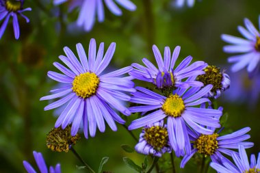 Parlak sarı merkezli narin mor asterler yumuşak bir odak bahçesi ortamında yakalanır. Karmaşık taç yaprağı ve doğal güzelliklerini gözler önüne sererler.