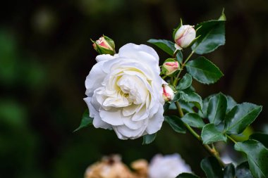 Güzel beyaz bir gül yapraklarını açar. Etrafı pembe uçlu tomurcuklarla ve parlak yeşil yapraklarla kaplıdır. Bulanık koyu bir arka plana karşı.