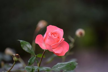 Yumuşak odak noktasında tek bir canlı pembe gül. Karmaşık çiçek yaprağını bulanık arka planda sergiliyor. Romantizm ve doğal güzelliği çağrıştıran duygular uyandırıyor.