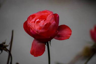 Tek bir, yemyeşil kırmızı gül, arka planda hafifçe bulanık başka bir çiçek ipucu yakın bir görünüm onun karmaşık taç yaprağını sergiler
