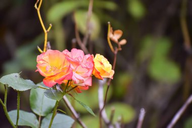Canlı gül çiçeklerinin yakın plan görüntüsü. Hassas taç yaprakları sarıdan pembeye dönüşüyor. Bulanık doğal bir arkaplan üzerine kuruluyor.