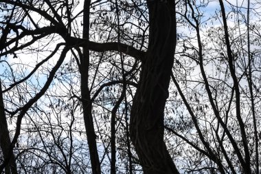 Karmaşık, yapraksız ağaç dalları, sessiz ve bulutlu bir gökyüzüne karşı çarpıcı bir siluet oluşturuyor.