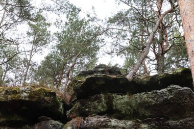 Çam ağaçlarının bulutlu gökyüzüne uzandığı engebeli, yosun kaplı kumtaşı uçurumlarının alçak açılı görüntüsü