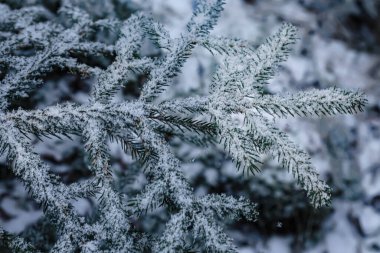 Taze kar ve buzla kaplanmış yeşil iğnelerin detaylı görüntüsü sakin bir kış atmosferini çağrıştırıyor.