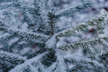 Narin kar taneleri, bitmeyen yeşil dalların keskin iğnelerinin üzerinde dinlenerek sakin bir kış manzarası oluşturur.