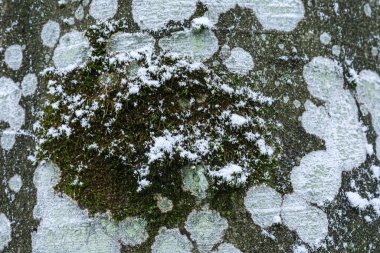 Yeşil yosun yamalarını ve ince kar kristalleri ile tozlanmış soluk liken oluşumlarını gösteren makro desenli ağaç kabuğu görüntüsü