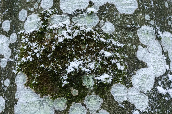 Yeşil yosun yamalarını ve ince kar kristalleri ile tozlanmış soluk liken oluşumlarını gösteren makro desenli ağaç kabuğu görüntüsü