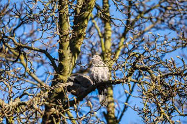 Bir çift gri güvercin eğri büğrü bir ağaç dalında duruyor, tüyleri parlak gökyüzüne karşı detaylandırılmış.