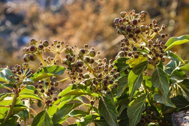 Olgunlaşmamış sarmaşık meyveleri ve canlı yeşil yapraklar, arka planda doğal bir bokeh etkisi yaratarak yumuşak güneş ışığıyla aydınlatılır.