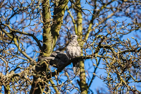 Bir çift gri güvercin buruşuk bir ağaç dalına uzanır, tüyleri kıtır havayla dalgalanır, parlak mavi bir gökyüzü onların arka planıdır.