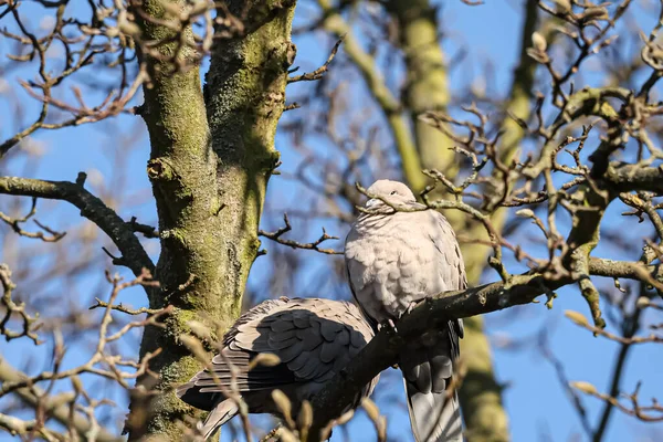 Bir çift narin yakalı güvercin, aydınlık ve güneşli bir günde, çıplak dalların oluşturduğu karmaşık ağın arasında dinlenme yeri bulur.