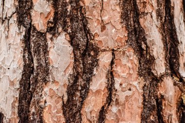 Ağaç kabuğu dokusu arka planı. Ağaç gövdesi dokusunu kapat.