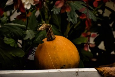 Sonbahar arkaplanı, sonbahar yaprakları ve balkabakları