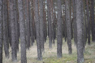 Işık otlarının ve yosunların üzerinde birbirine yakın duran uzun ağaçlarla dolu bir alan huzur ve sessizlik hissi yaratıyor.