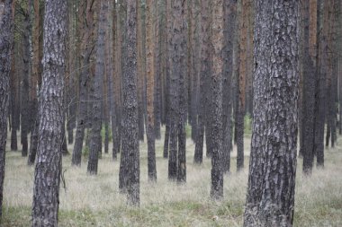 Orman uzun ağaçlarla doludur. Hafif çimenlerin ve yosunların üzerinde dururlar. Sakin ve gizemli bir ortam yaratırlar.