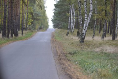 Yol, yüksek ağaçlar ve çalılarla kaplı, yumuşak tepeler ve yamaçlar boyunca uzanıyor. Sakin ve ferah bir his yaratıyor.