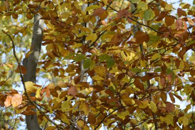 Yapraklar, ışık ve gökyüzünün görülebildiği sıcak renkler gösterir. Bir huzur ve uyum hissi yaratır.