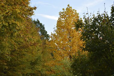 Parlak sarı yapraklı uzun bir ağaç, yeşil ve sarı yapraklı ağaçlarla çevrili bir sonbahar ormanının ortasında duruyor..