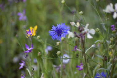 Merkezde, bulanık yeşil bir zemin üzerinde sarı ve mor çiçeklerin arasında duran büyük mavi bir çiçek ana çiçeği vurguluyor..