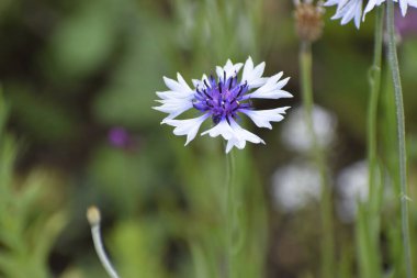 Hassas bir çiçek desenli bir merkezin etrafını saran soluk yapraklarla arka plan bulanıklaşıyor ve dikkatleri çiçeğe çekiyor.