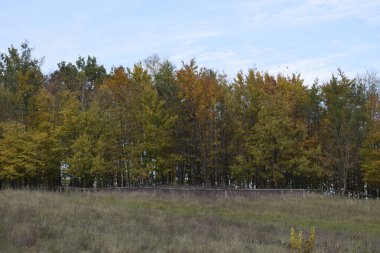 Resim, kuru bir tarlası olan sonbahar manzarasını, altın ve turuncu tonlarda sıra sıra ağaçlar ve sakin ve açık alan hissi yaratan açık mavi bir gökyüzünü gösteriyor.