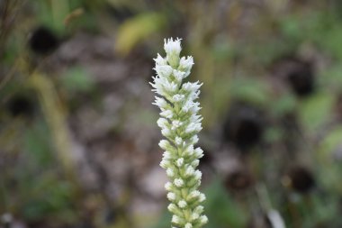 Dikey şişkinliğe sahip bitki, yumuşak bulanık bir arka planda gösterilir ve bir incelik ve hafiflik hissi yaratır.