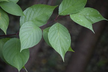 Görüntü, yumuşak bulanık arka planda belirgin damarları olan bir yaprak gösteriyor. Detayları ve doğal güzelliği vurguluyor.