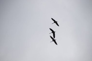 Üç kuş parlak bir gökyüzünde pürüzsüzce uçar. Karanlık siluetleri sakin ve ferah bir kompozisyon yaratır.