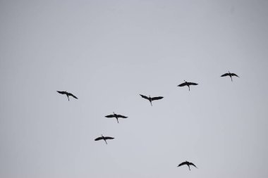 Bir turna sürüsü parlak gökyüzünde sakin bir V şeklinde hareket ederek uzak yolculuk ve barışın özünü yakalıyor.