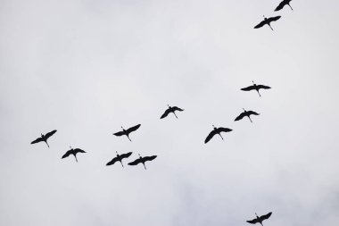 Görüntü kuşların V şeklinde uçtuğunu gösteriyor. Işık bulutlu bir gökyüzüne karşı hareket ve boşluk hissi yaratıyor.