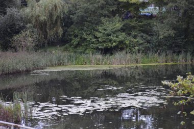 Yoğun bitki örtüsüyle çevrili sakin bir göl. Su, gökyüzünü ve etrafındaki ağaçları yansıtır. Ayna etkisi yaratır. Uyum ve sükunet hissi yaratır..