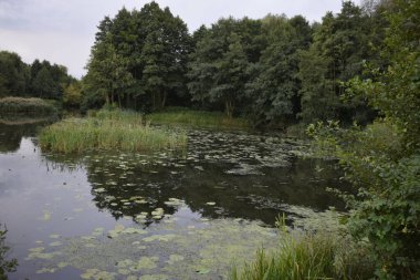 Ağaçlar ve bitki örtüsüyle çevrili bir göl. Ön planda kayalık bir kıyı görünür. Su gökyüzünü yansıtıyor, ayna etkisi yaratıyor ve barışçıl bir atmosfer yaratıyor..