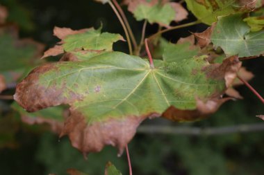 Fotoğraf, akçaağaç yaprağında gözle görülür kuruma ve renk değişimi belirtileri gösteriyor. Yaprak, doğal sonbahar süreçlerini ve doğadaki mevsimsel değişiklikleri yansıtır..