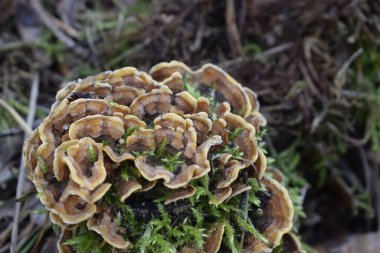 Fotoğrafta Trametes versicolor olarak da bilinir. Hindi kuyruğu mantarı olarak da bilinir. Bu saprofitik mantar, genellikle yaprak döken ağaçların çürüyen organik maddeleri üzerinde yetişir..