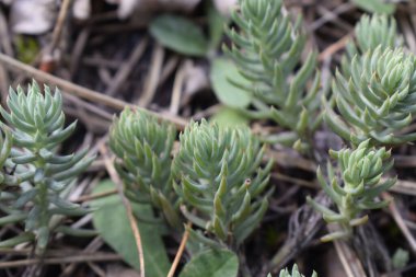 Fotoğraf, Sedum refleksi olarak da bilinen kaya taşını gösteriyor. Bitki, doğal güzelliğini ve detaylarını ön plana çıkaran bir orman ortamında yakalanır..