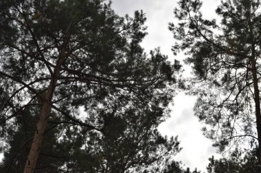 Fotoğraf, aşağıdan çekilen uzun kozalaklı ağaçların tepelerini parlak bir gökyüzüne karşı gösteriyor. Manzara doğanın güzelliğini ve ormanın ihtişamını vurgular..