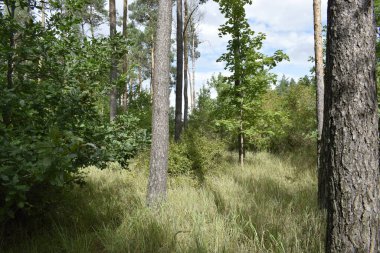 Fotoğraf, uzun ağaçlar ve yoğun otlarla dolu bir çayırı gösteriyor. Çeşitli ağaç ve çalı türleri görülebilir olup tipik bir orman manzarası oluştururlar..