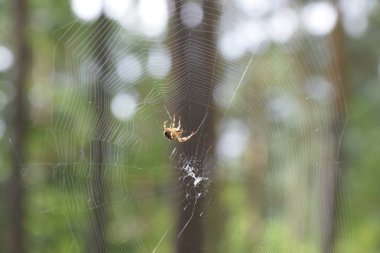Fotoğraf, ağın ortasında oturan çapraz örümceği ya da benzeri bir küre dokumacıyı gösteriyor. Yakın çekim vücut detaylarını ve örümcek ağının hassas yapısını vurgular..