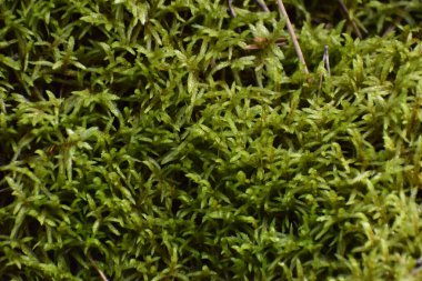 Fotoğrafta Sonmokh olarak da bilinen Hypnum yosunu var. Yakın çekim, bu yapraklı yosunların doğal yaşam alanındaki yapısını ve dokusunu vurgular..