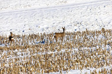 Soğuk bir kış günü yerde karla birlikte hasat edilmiş mısır tarlasında bir çift yumurta geyiği avlanır.
